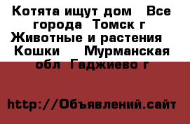 Котята ищут дом - Все города, Томск г. Животные и растения » Кошки   . Мурманская обл.,Гаджиево г.